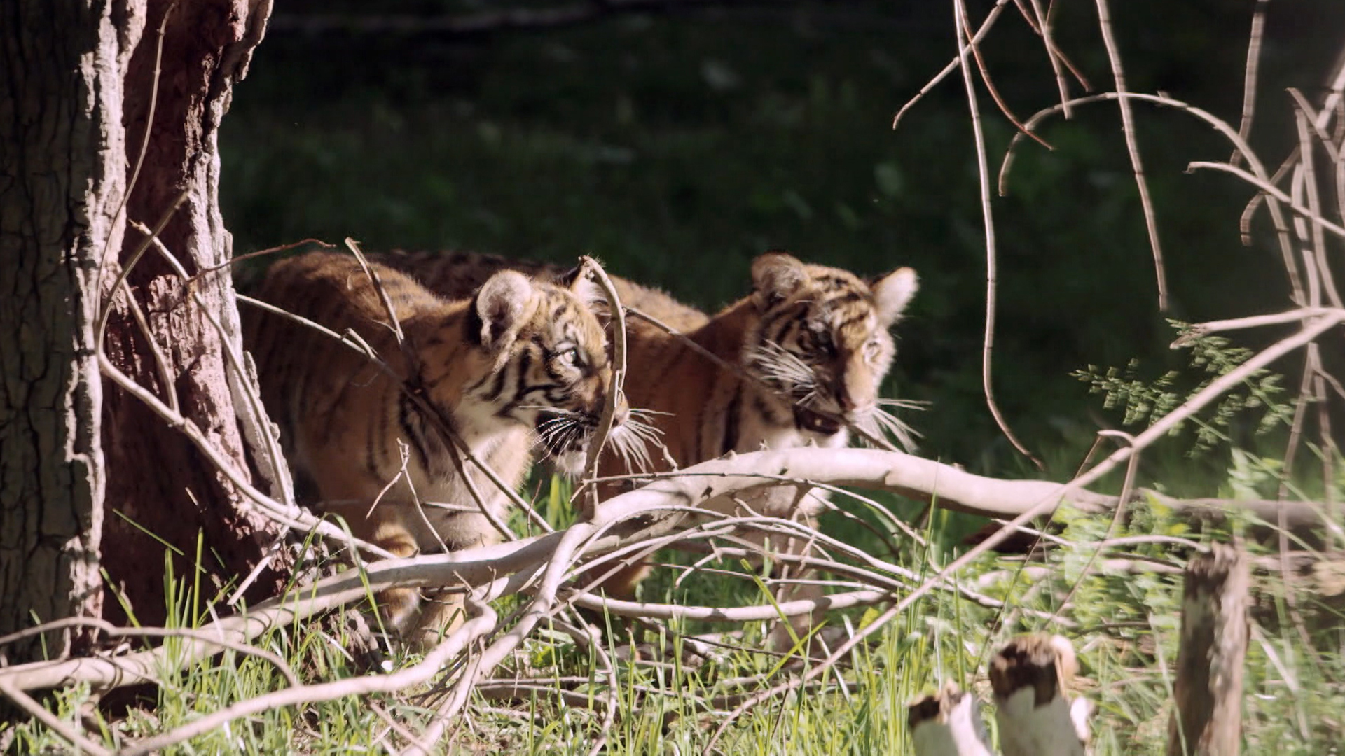 The Bronx Zoo
