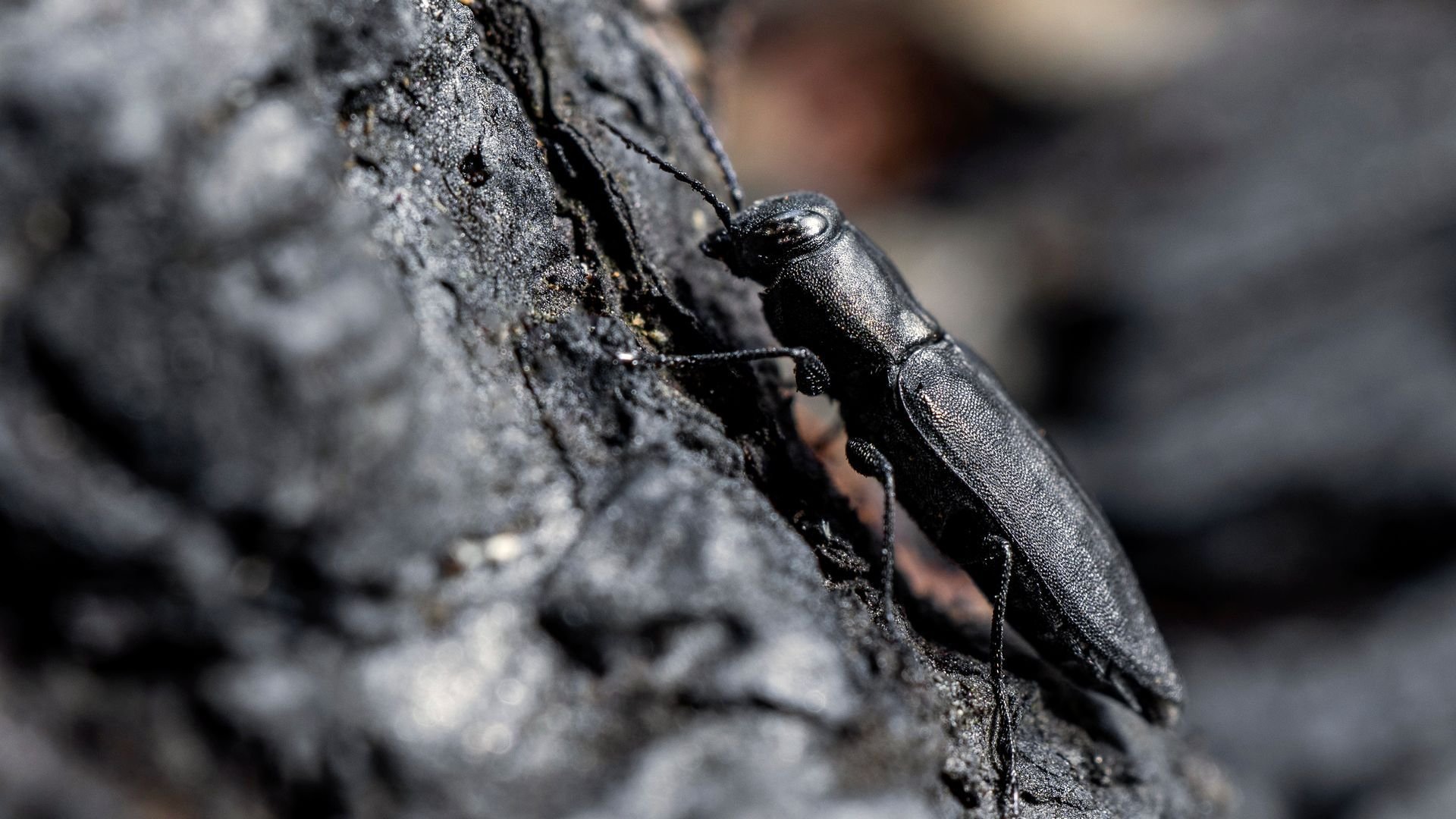 Aus der Asche - Was kommt nach dem Waldbrand?