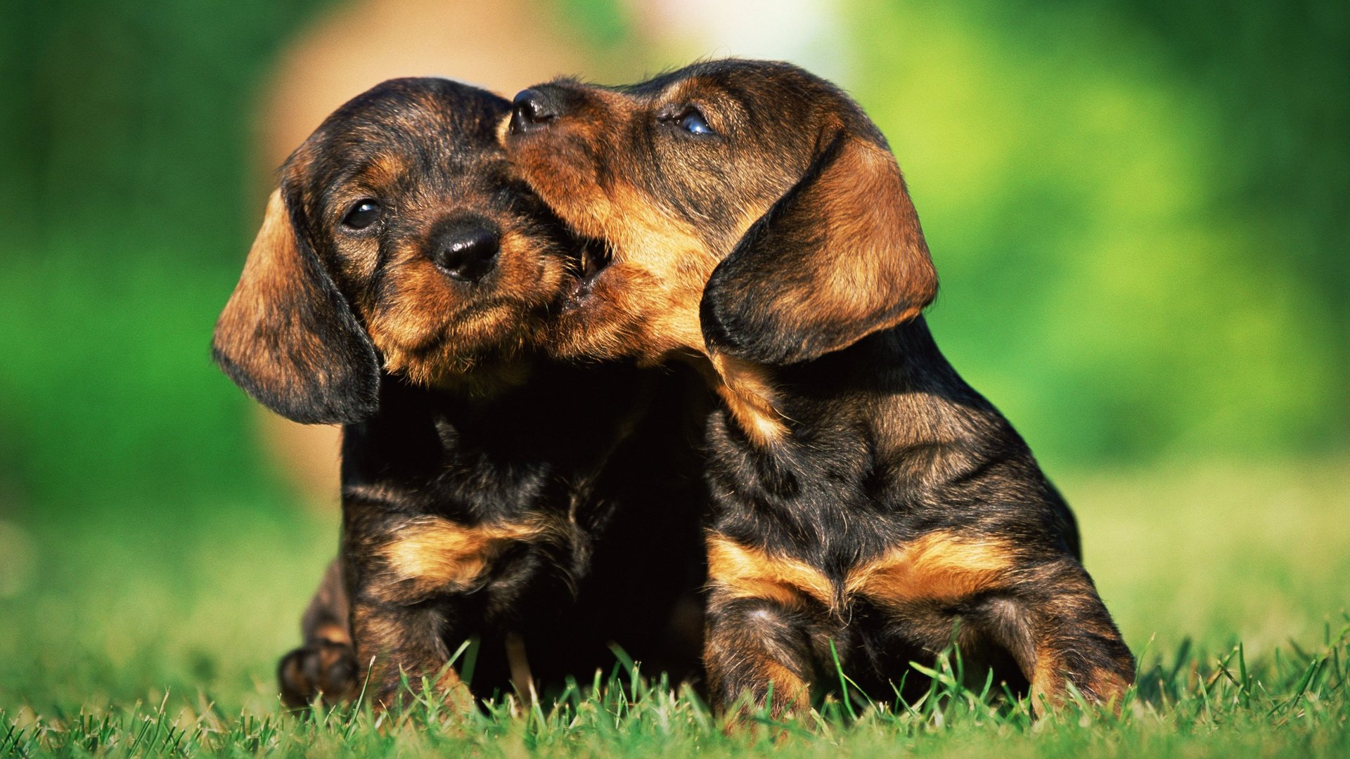 We Love Puppies
