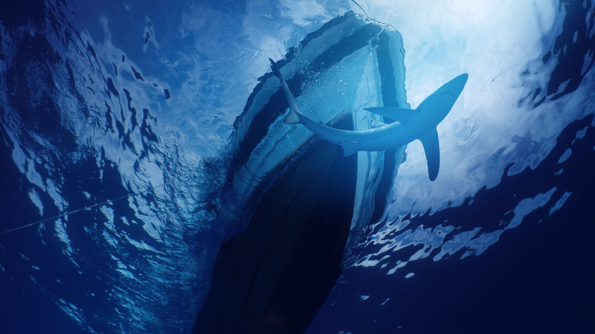 When Sharks Attack... And Why