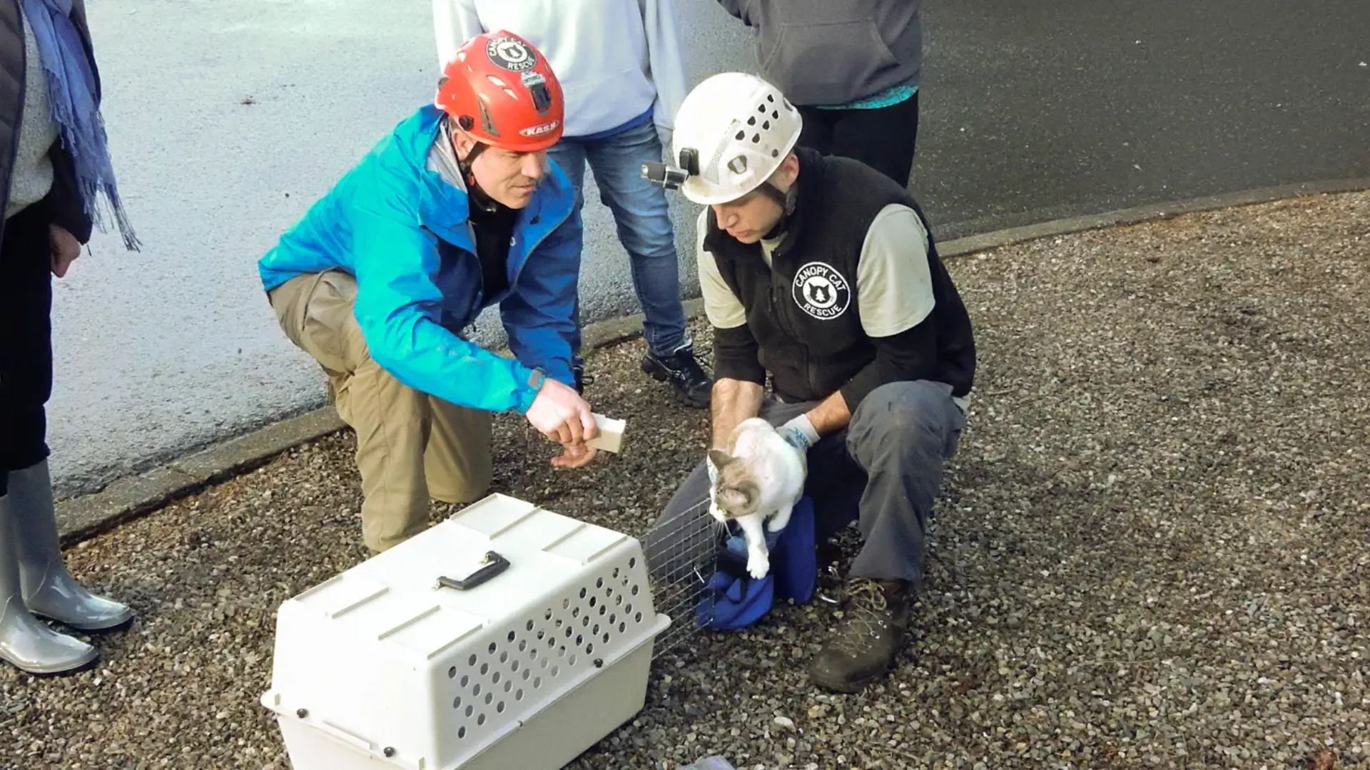 Treetop Cat Rescue
