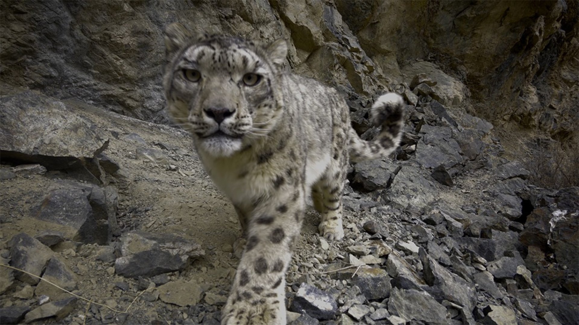 Leoparder med Dan O'Neill
