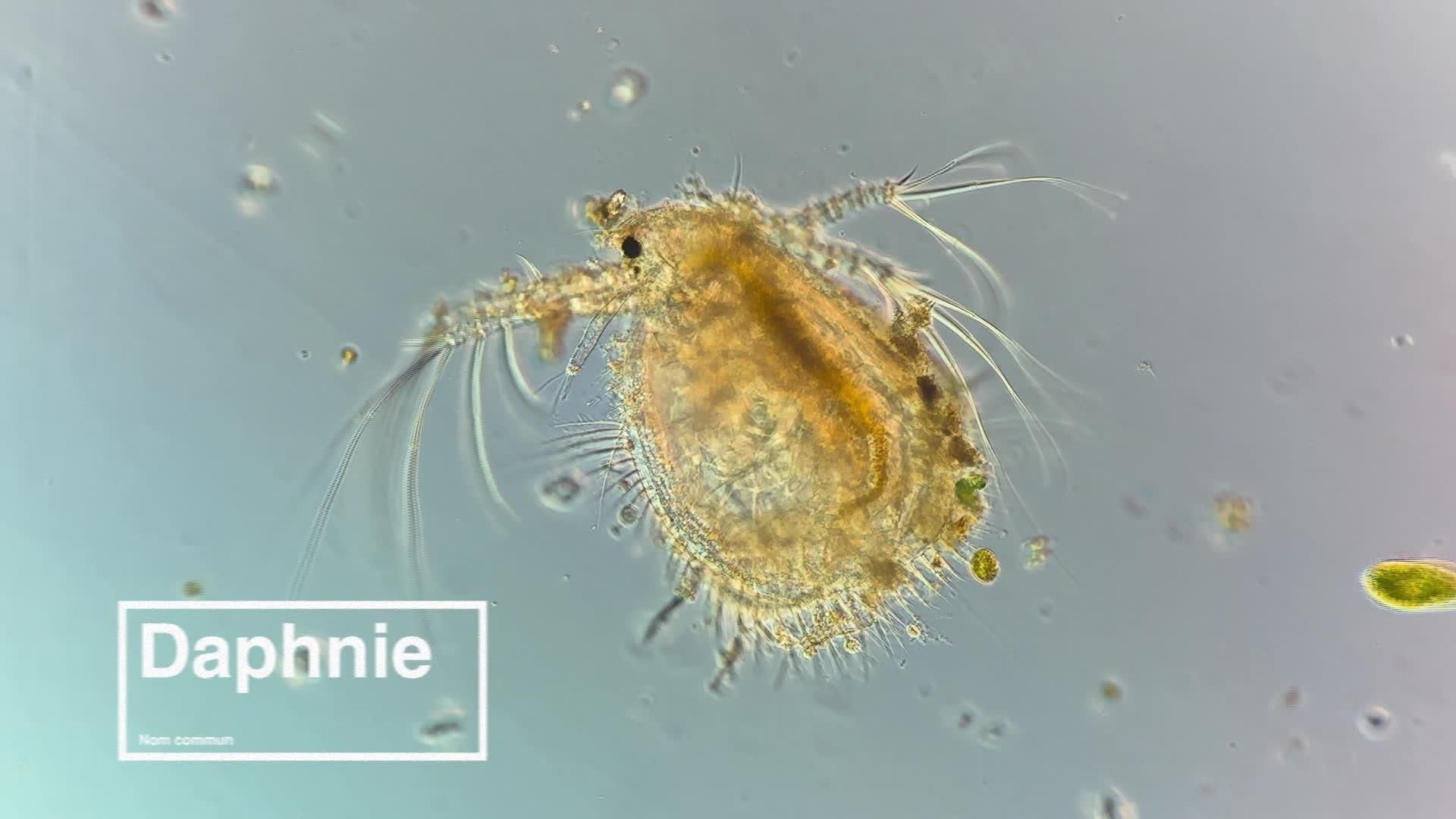 Créatures microscopiques