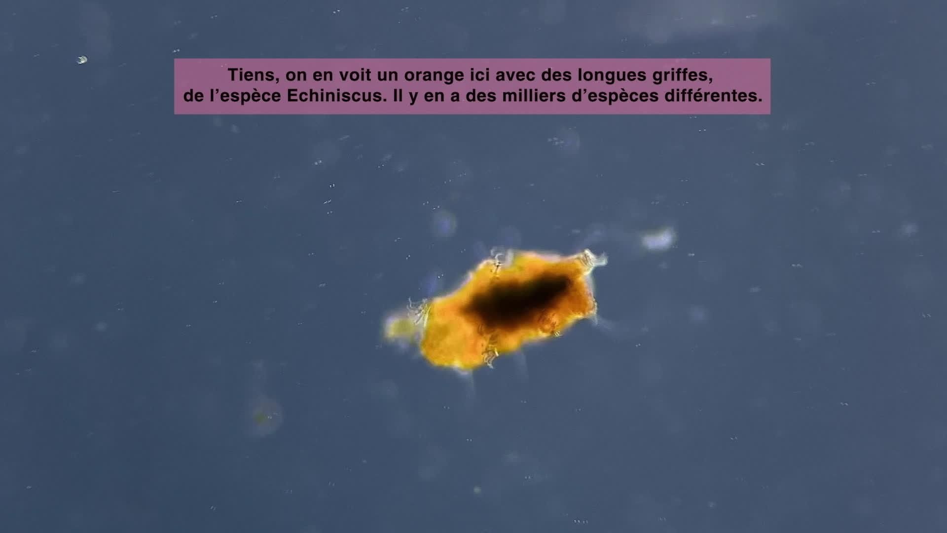 Créatures microscopiques