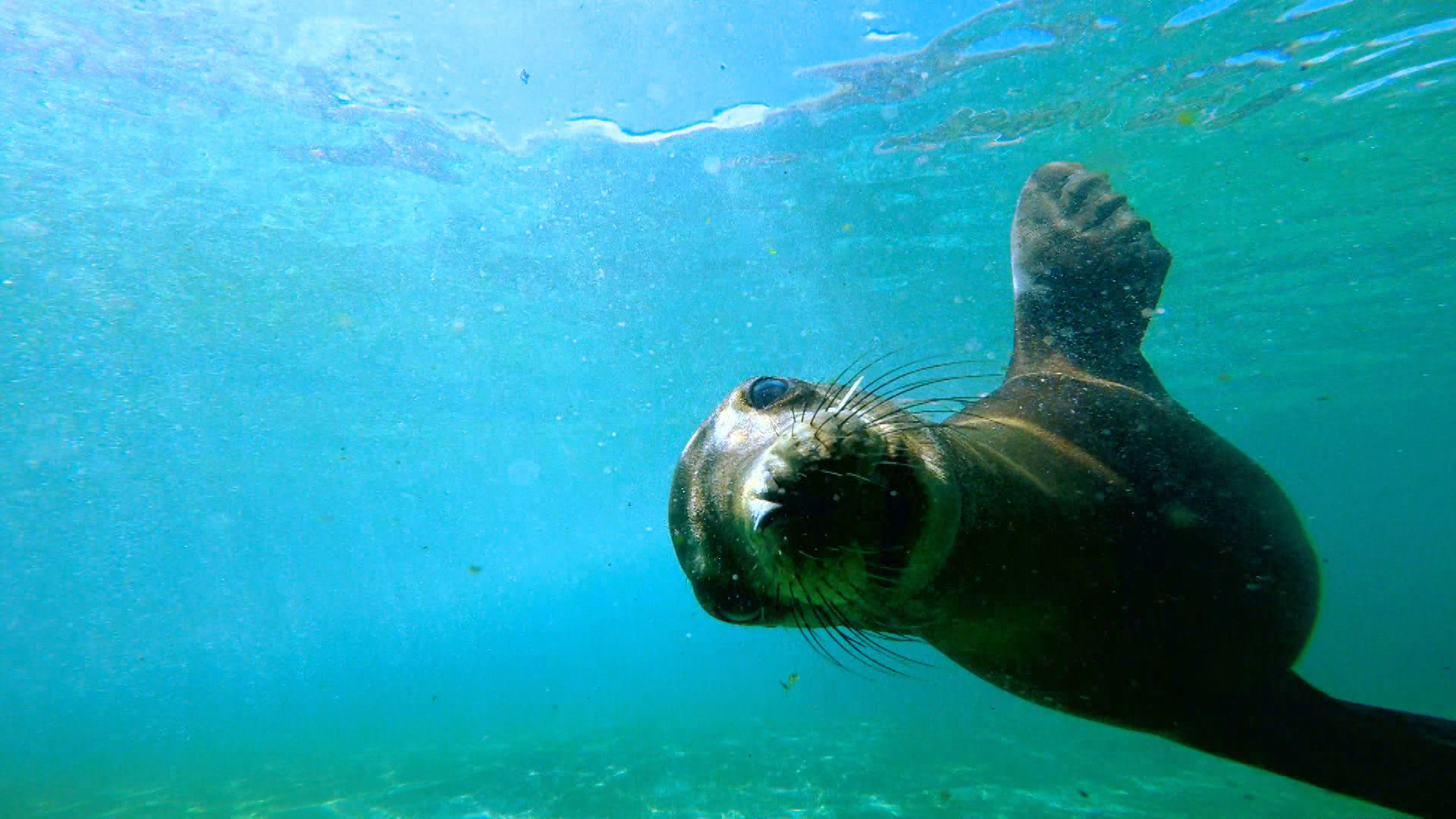 The Bronx Zoo