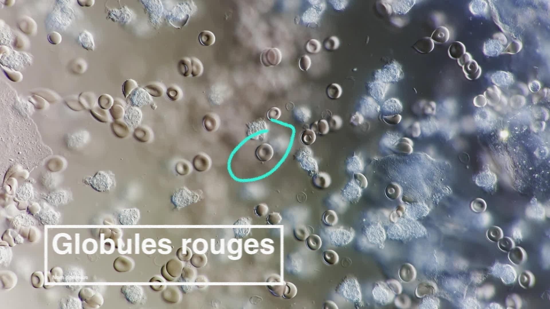 Créatures microscopiques