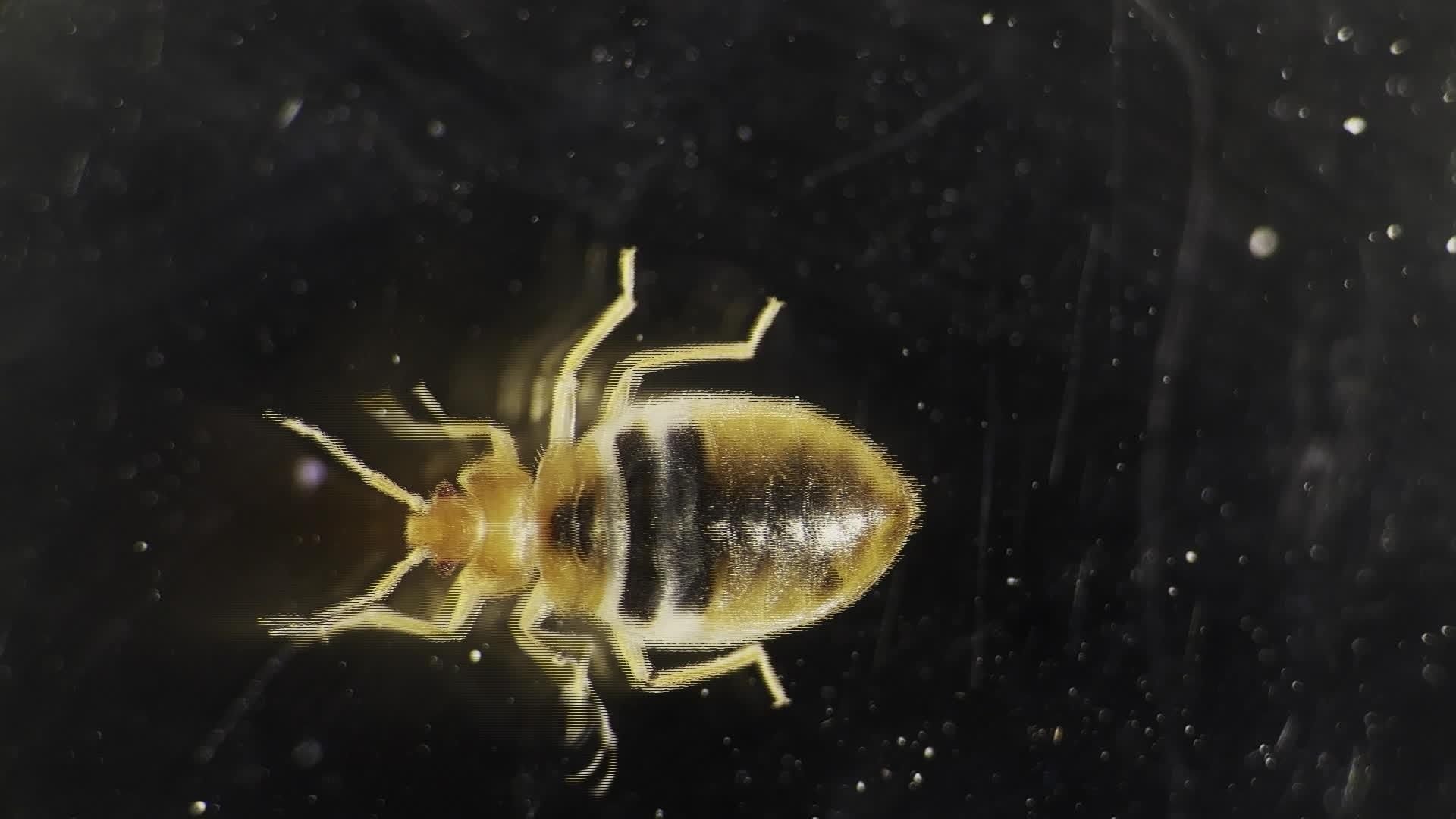 Créatures microscopiques