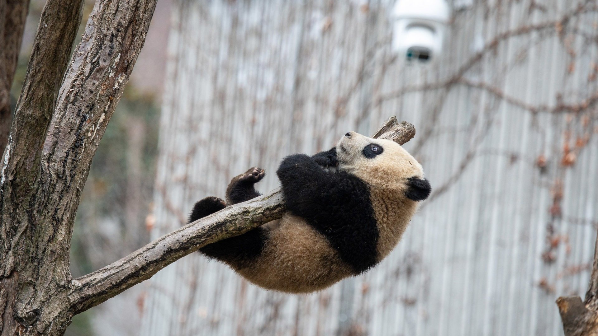 Panda School
