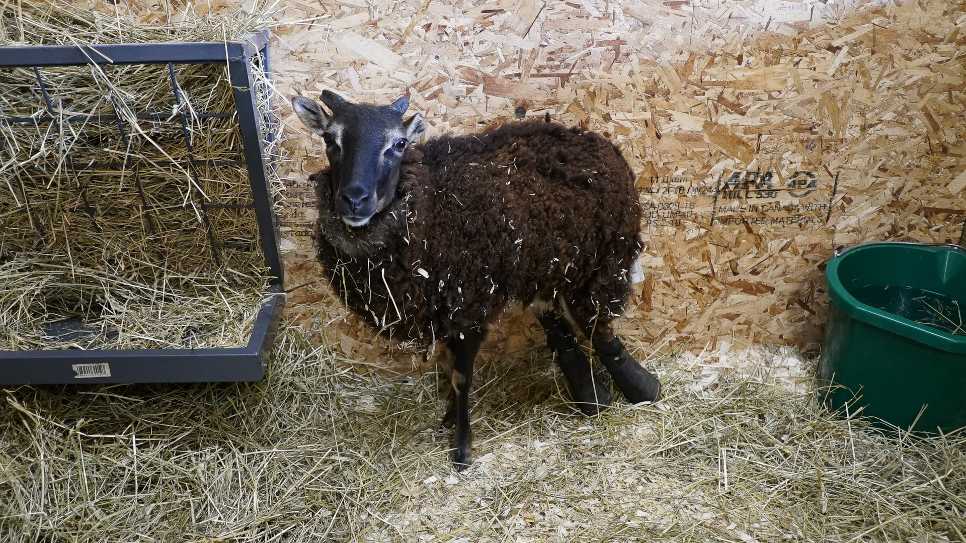 Saved By The Barn