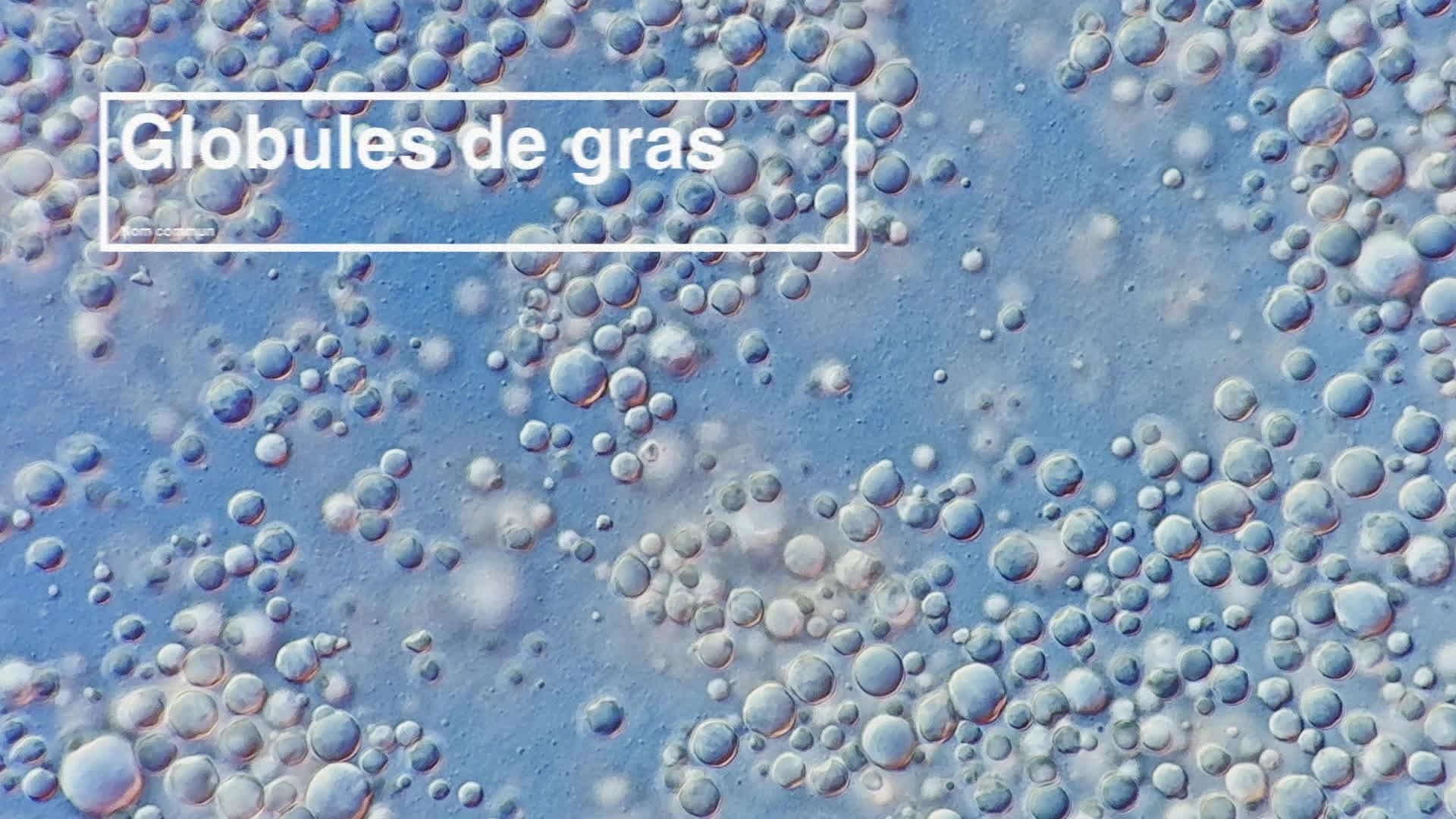 Créatures microscopiques