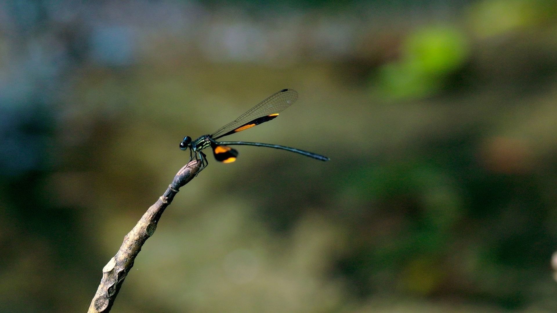 Kinas naturhemmeligheder