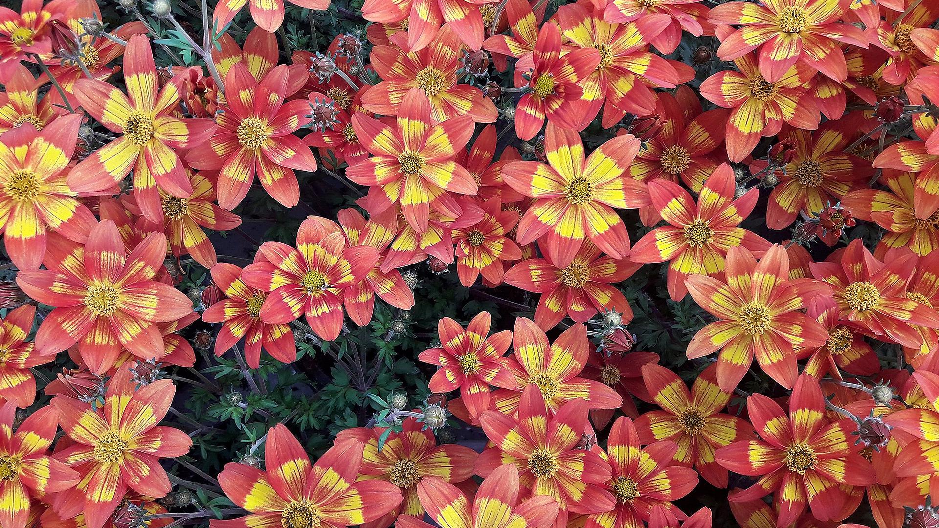 Den blomstrende by