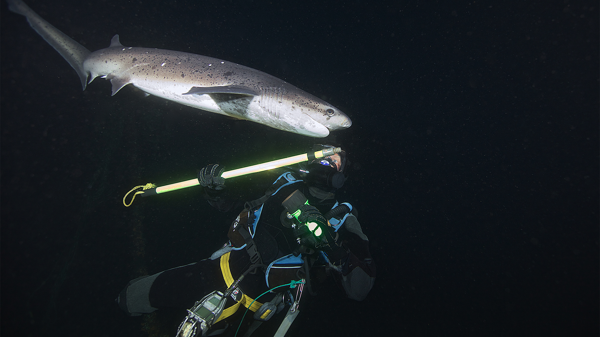 Sharks of the Shadowland