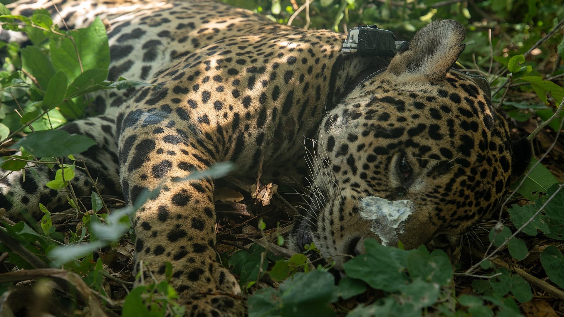Jaguarens dagbog