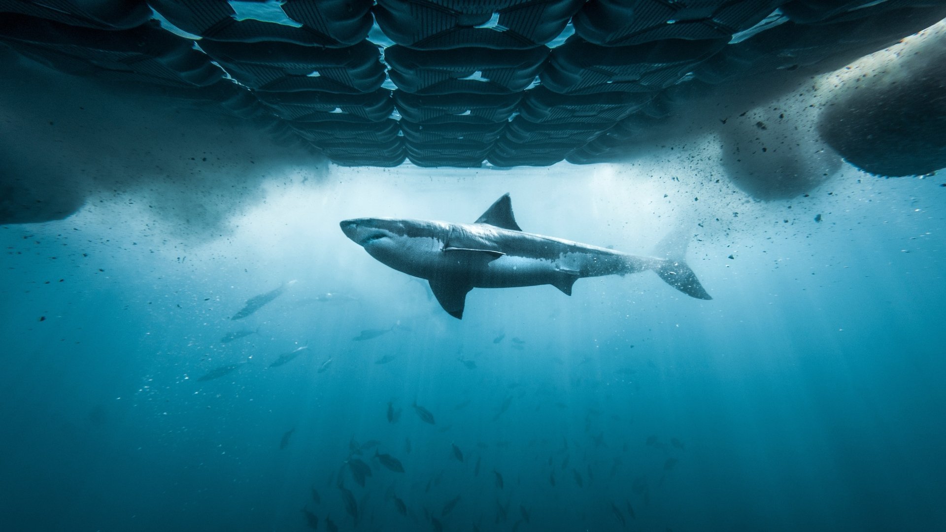 Invasion Of The Mega Sharks