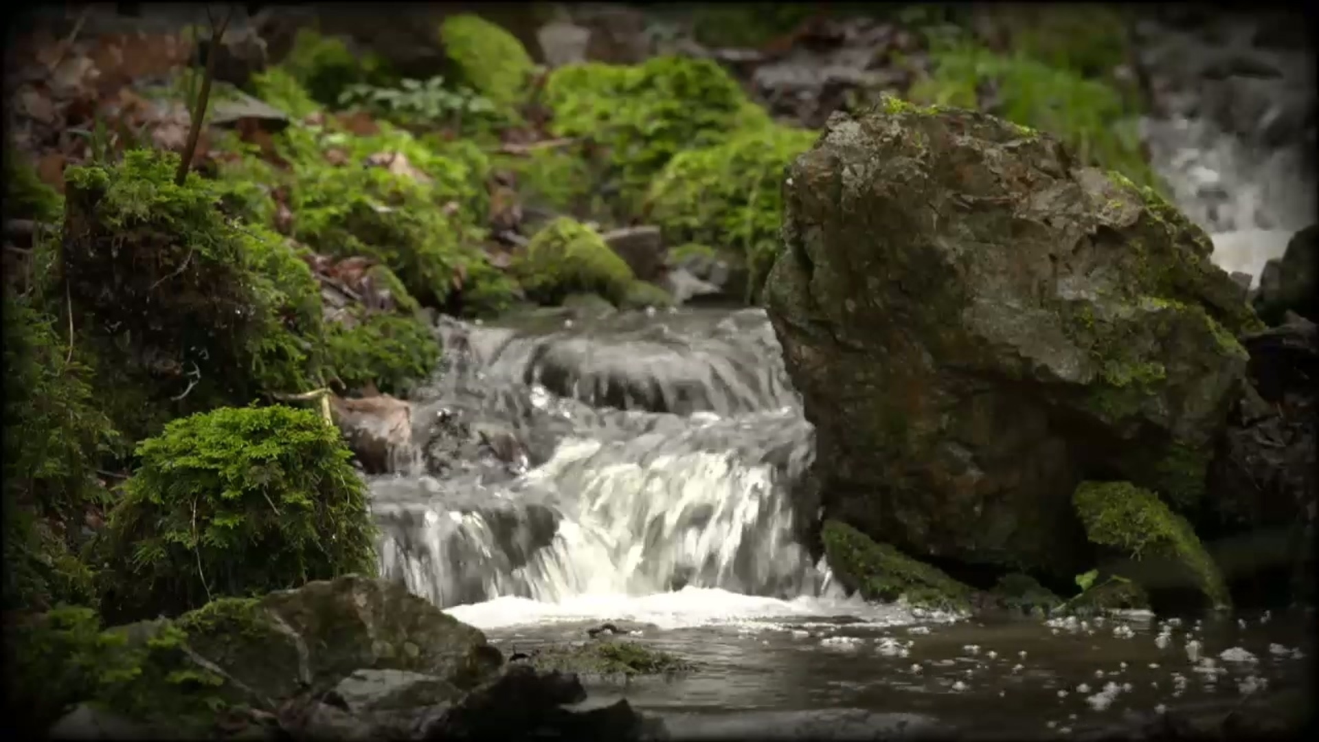 Kofoeds Naturperler - Kobbeådalen