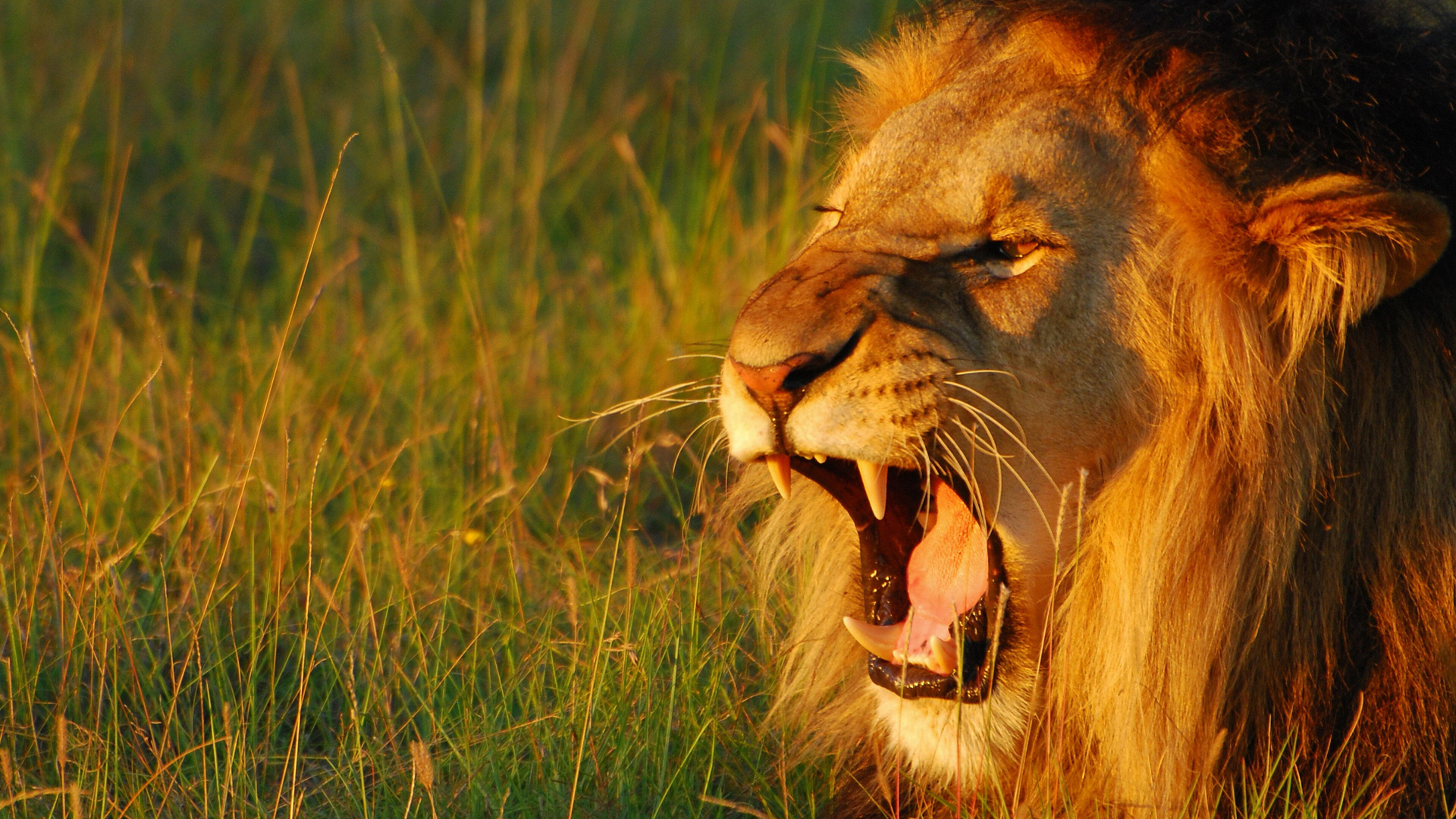 Lydens hemmelige verden med David Attenborough