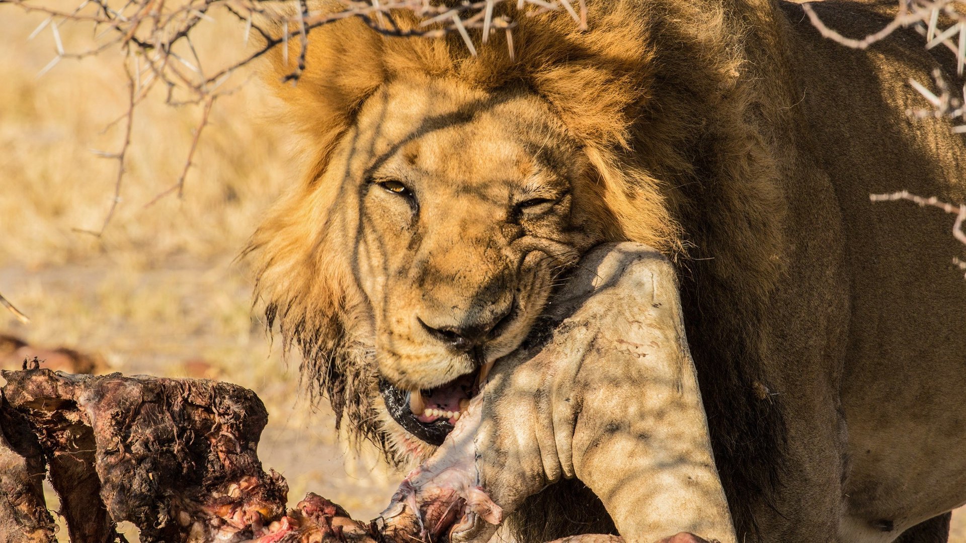 Seen on Safari