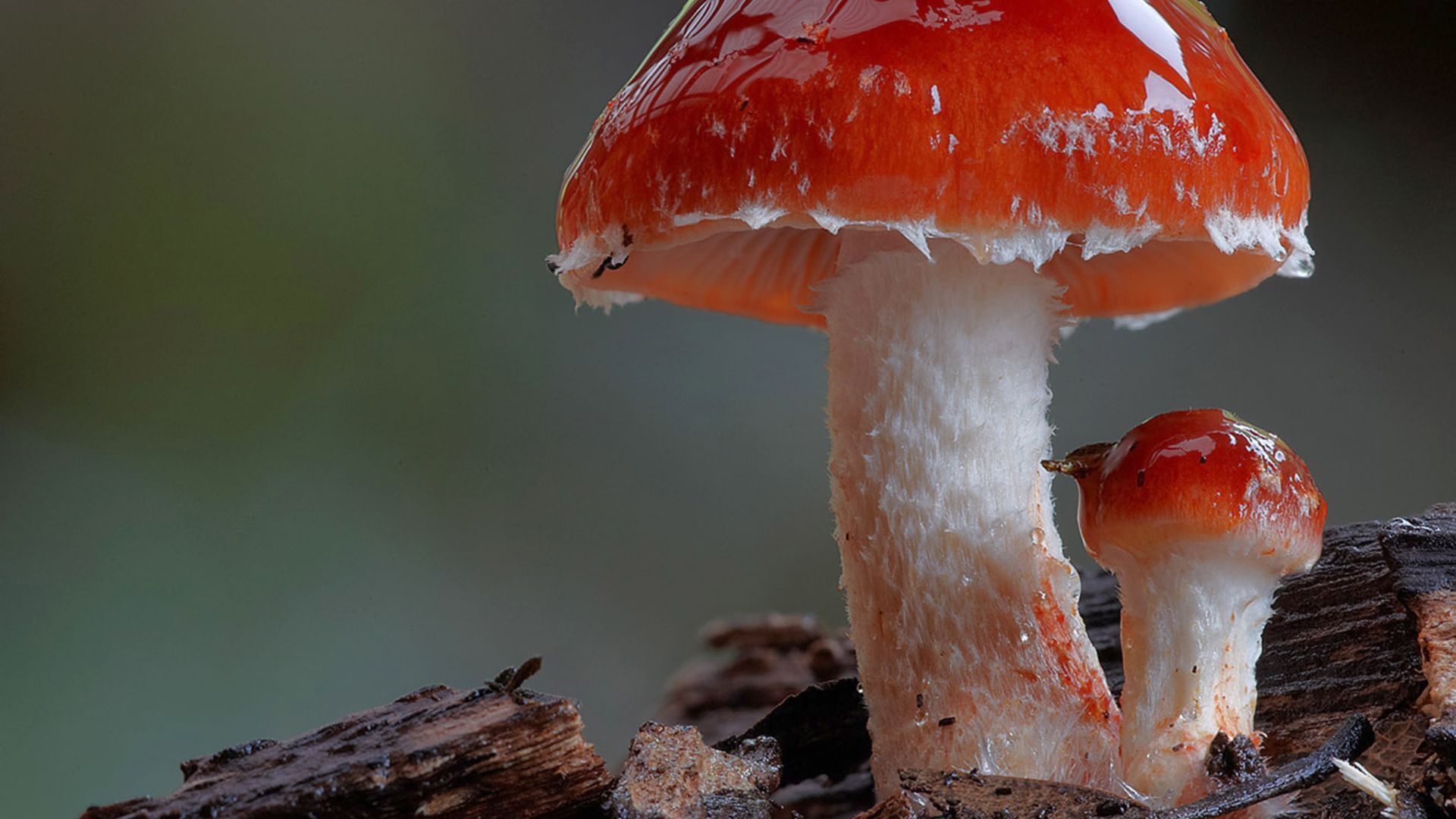 Im Königreich der Pilze
