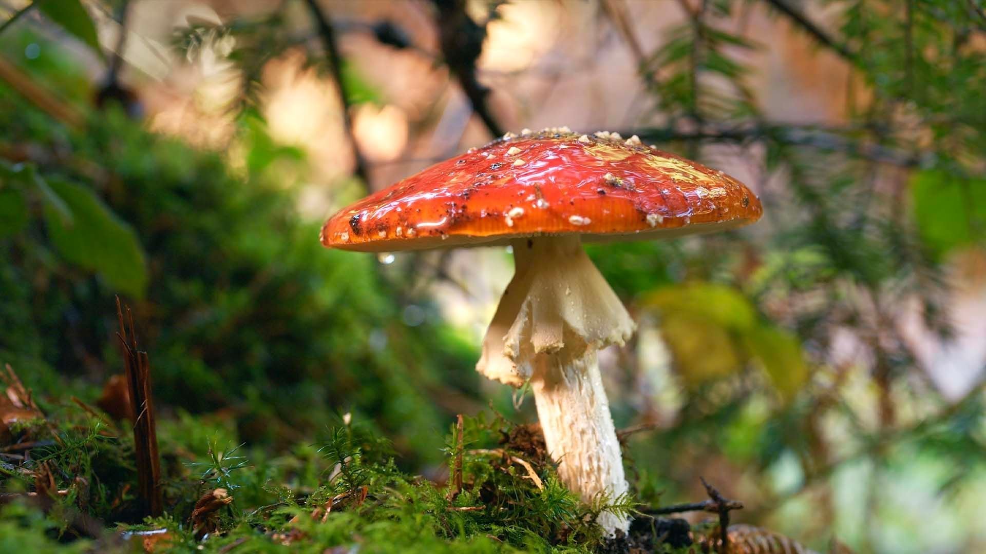 Der Fliegenpilz