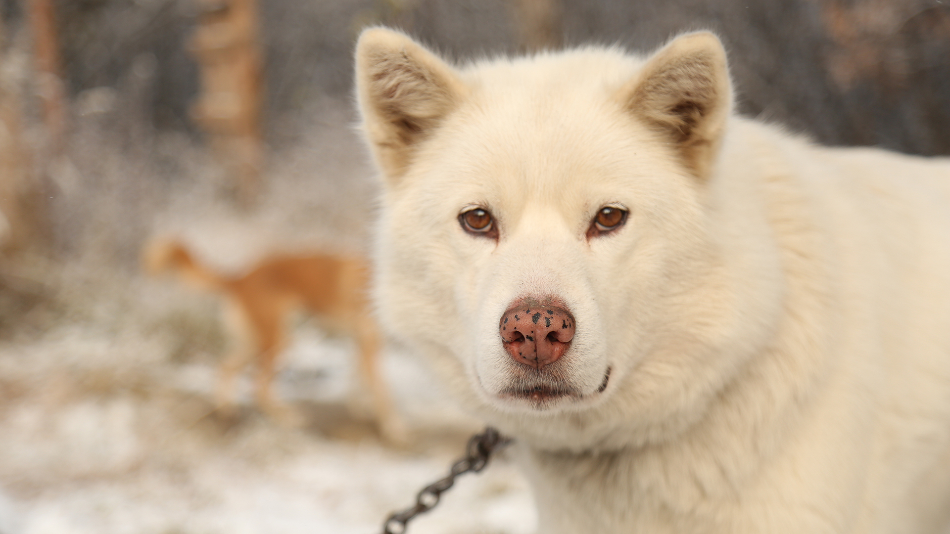 The Last Alaskans