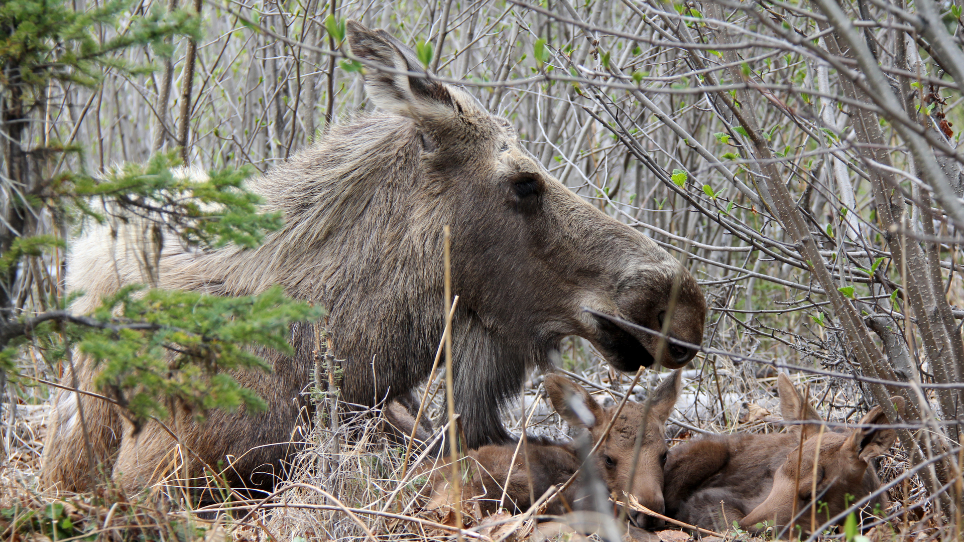 Alaska: The Last Frontier