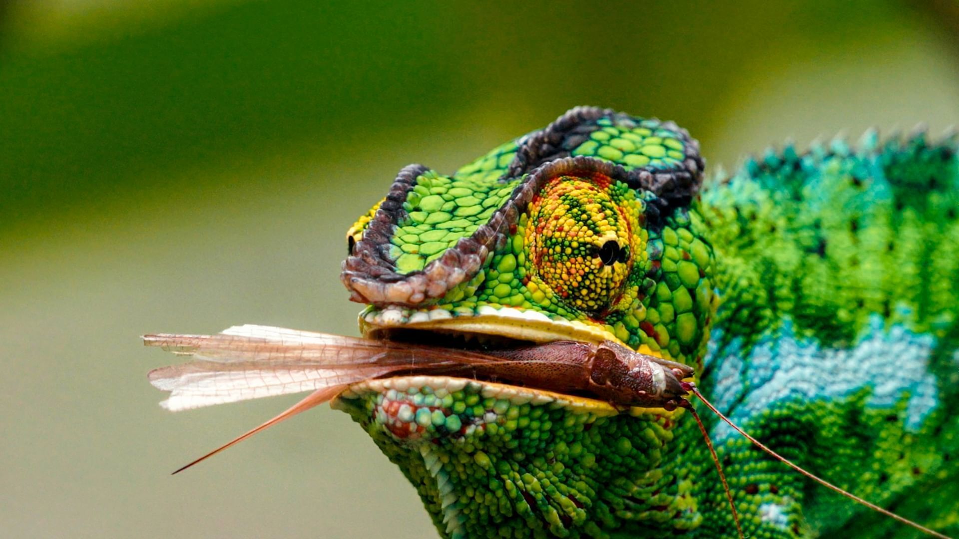 Madagaskar oder der große Karneval der Chamäleons