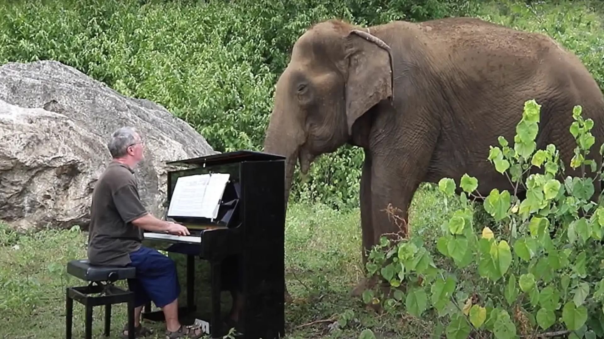 Rhythmus im Blut - Sind Tiere musikalisch?