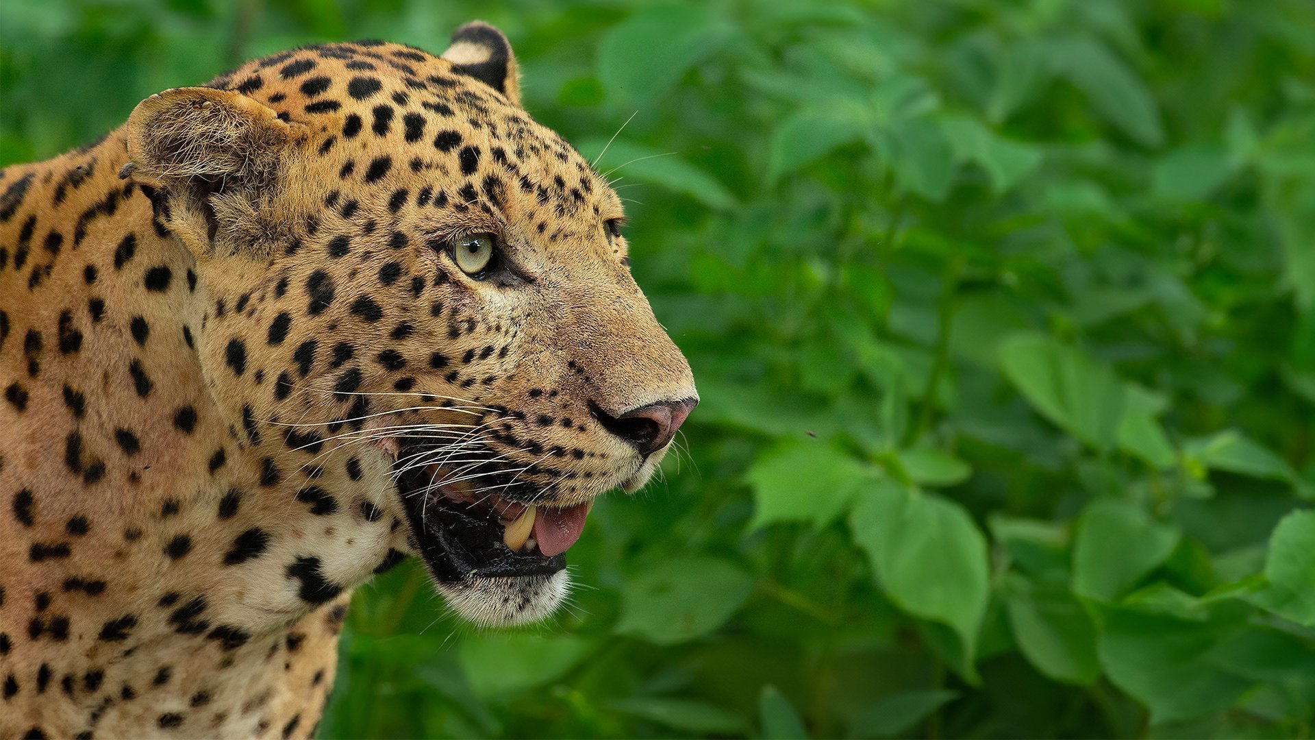 Kampen om leopardtronen
