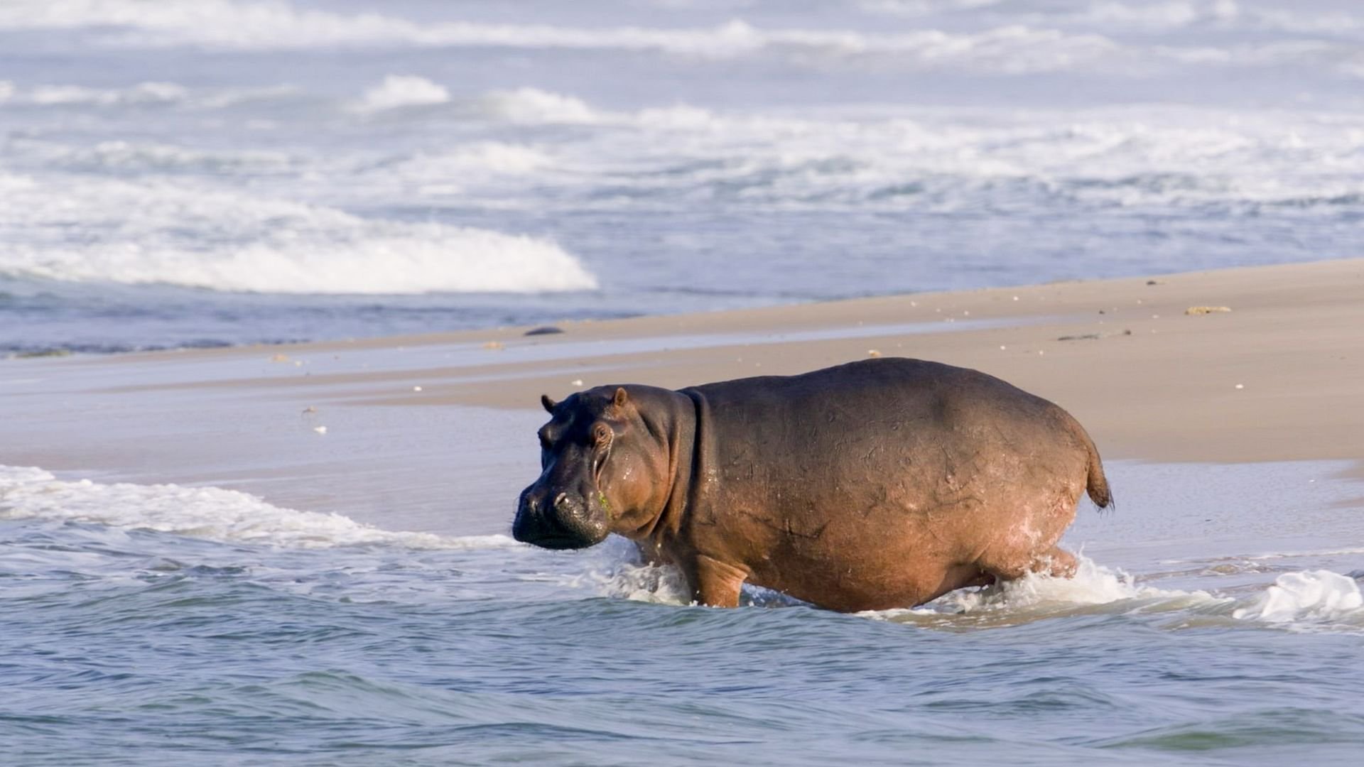 Surfing Hippos