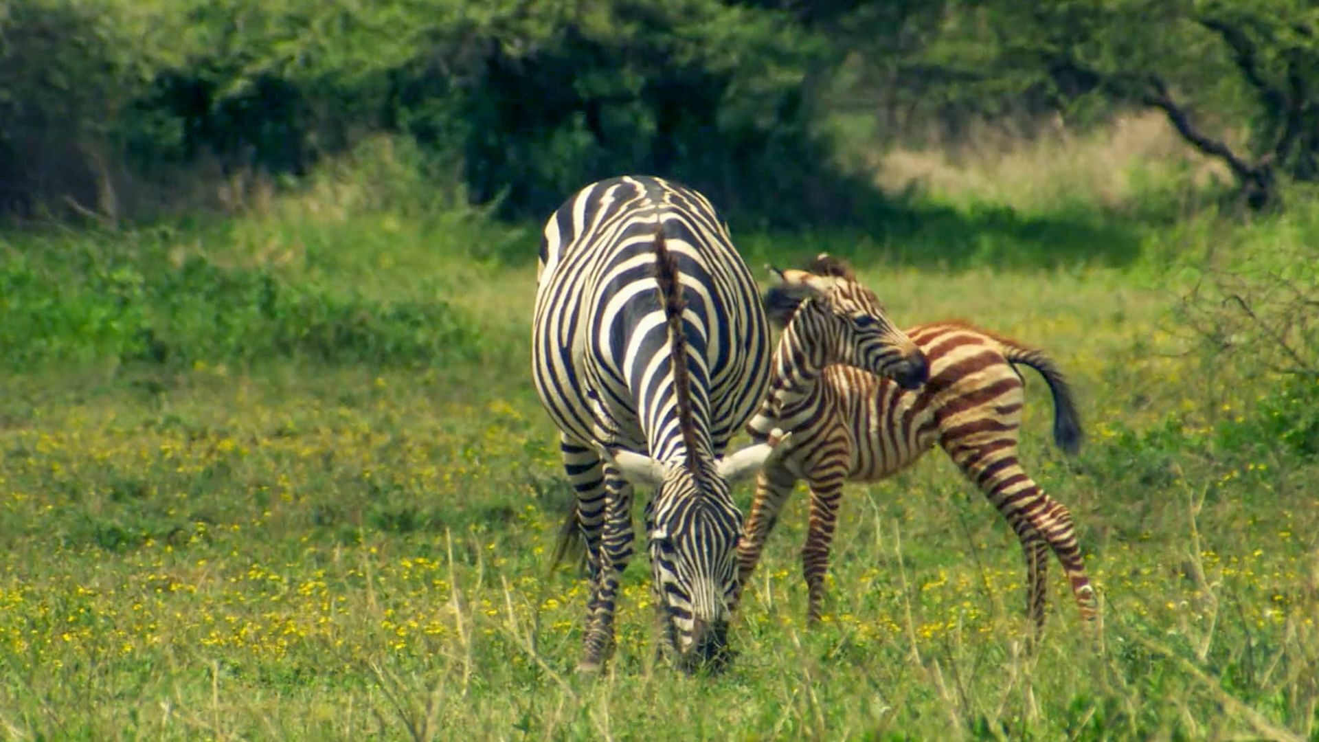 Streifen durch die Wildnis