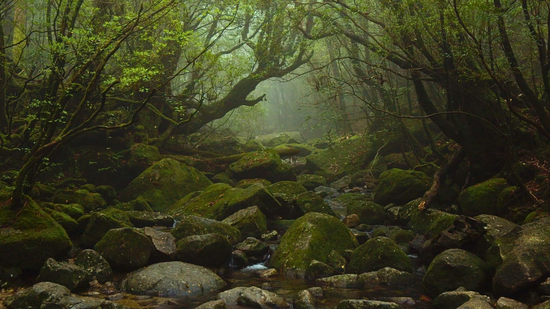 Phänomenale Natur
