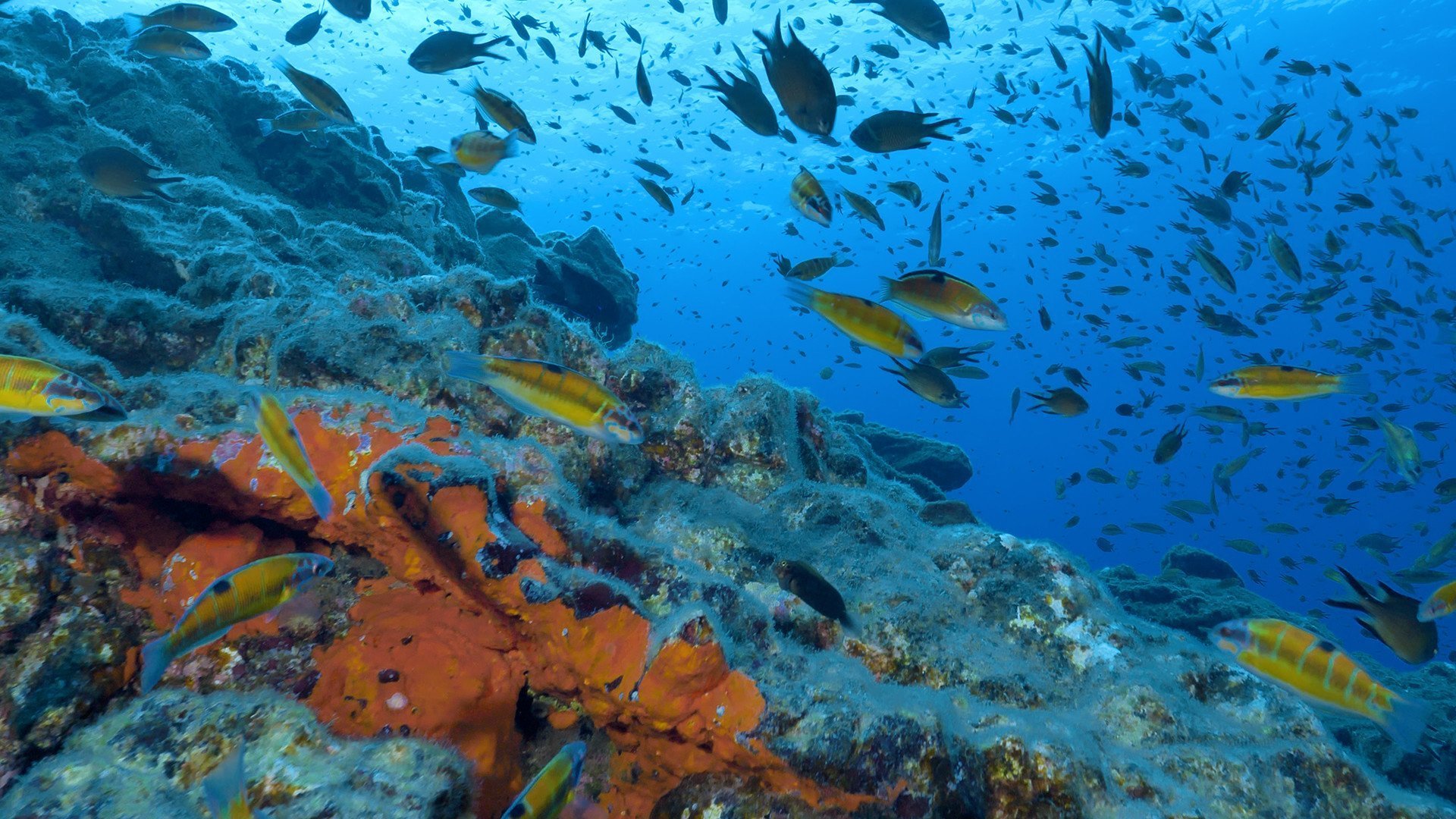 Portugal's Wild Wonders