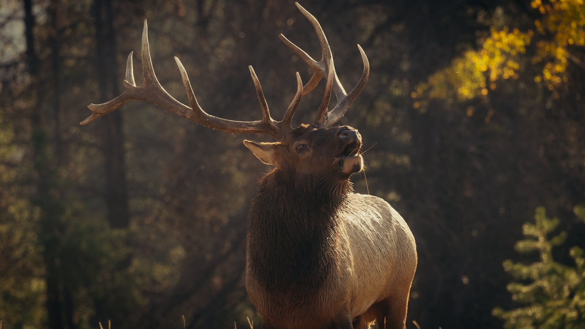 Lydens hemmelige verden med David Attenborough