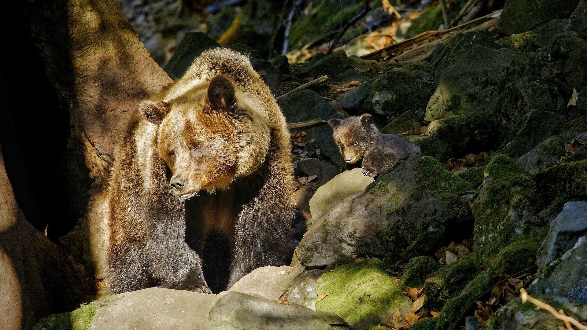 Into The Carpathian Wild