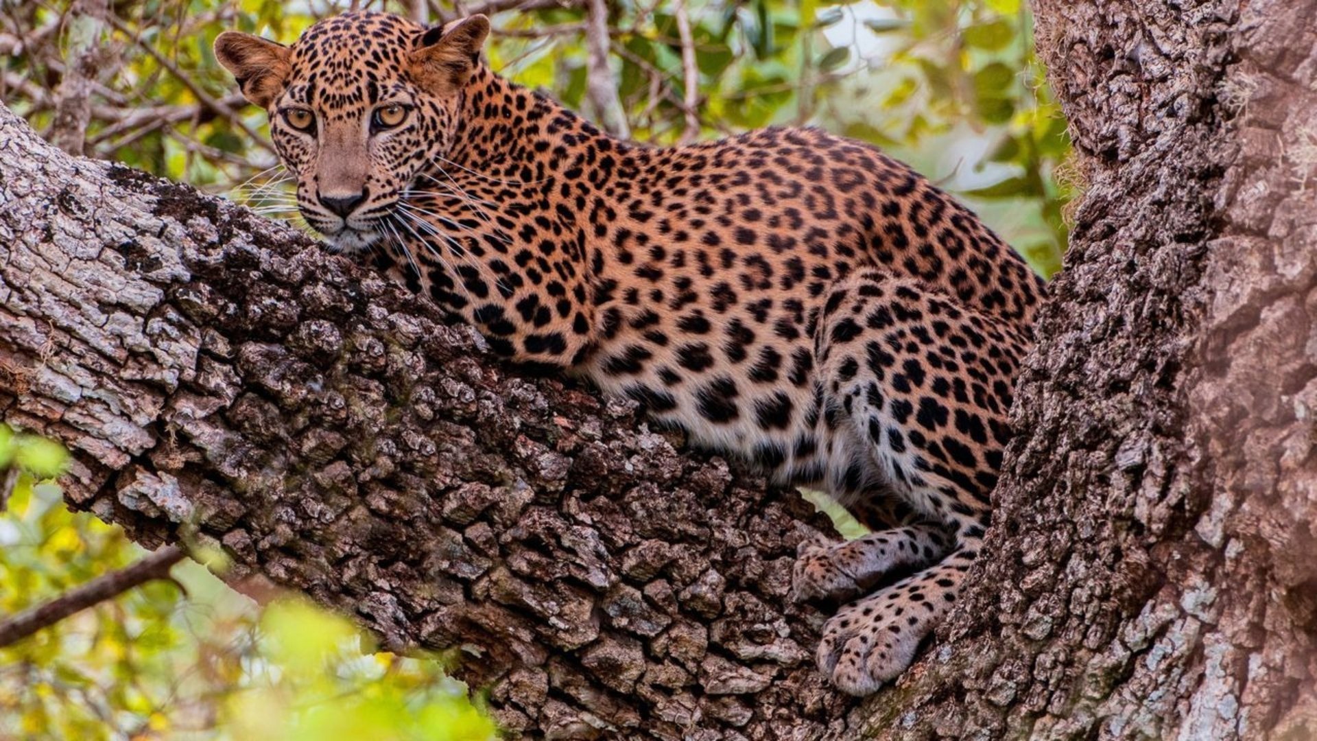 Asia's Wild Secrets