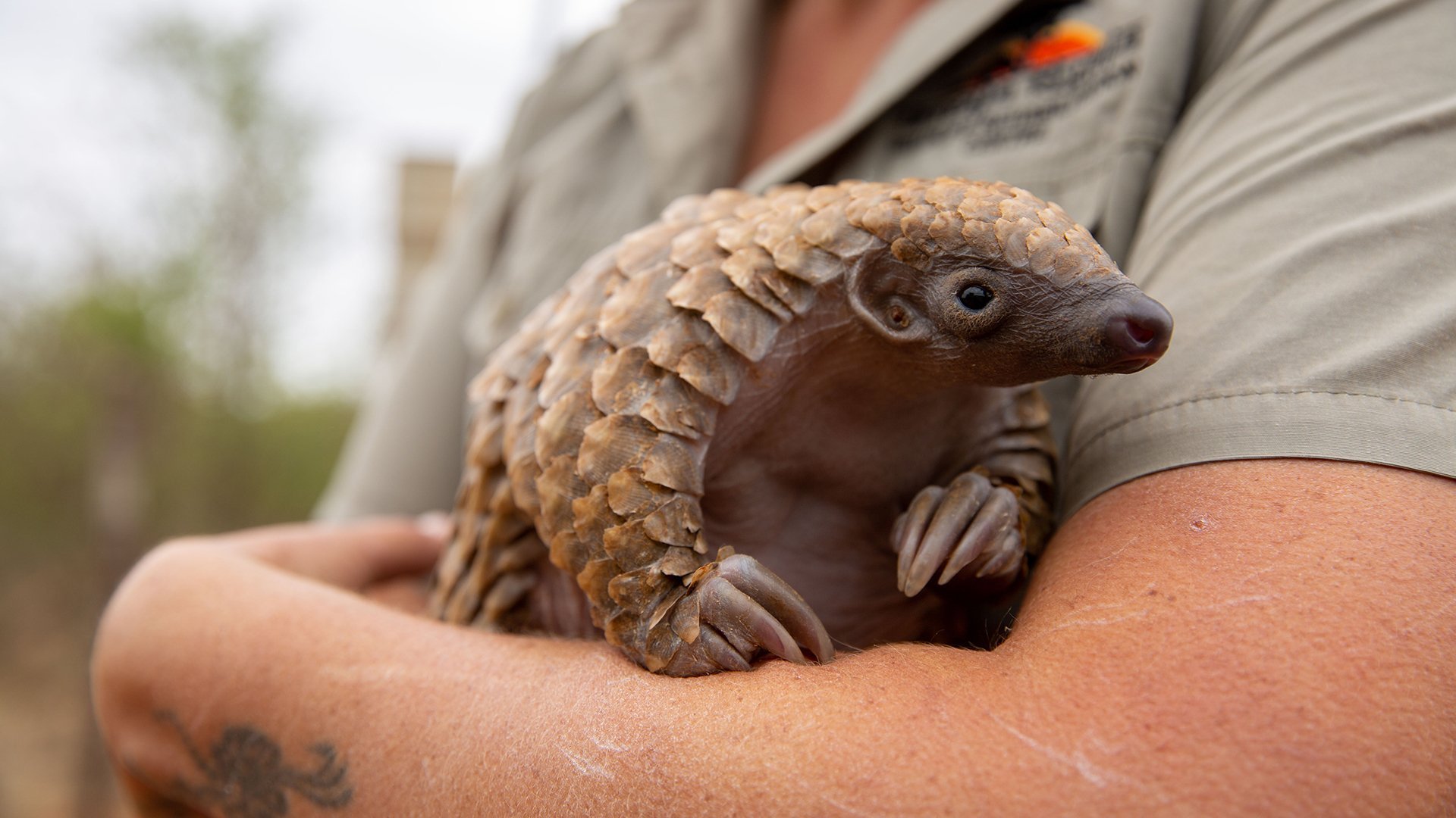 Baby Animal Rescue