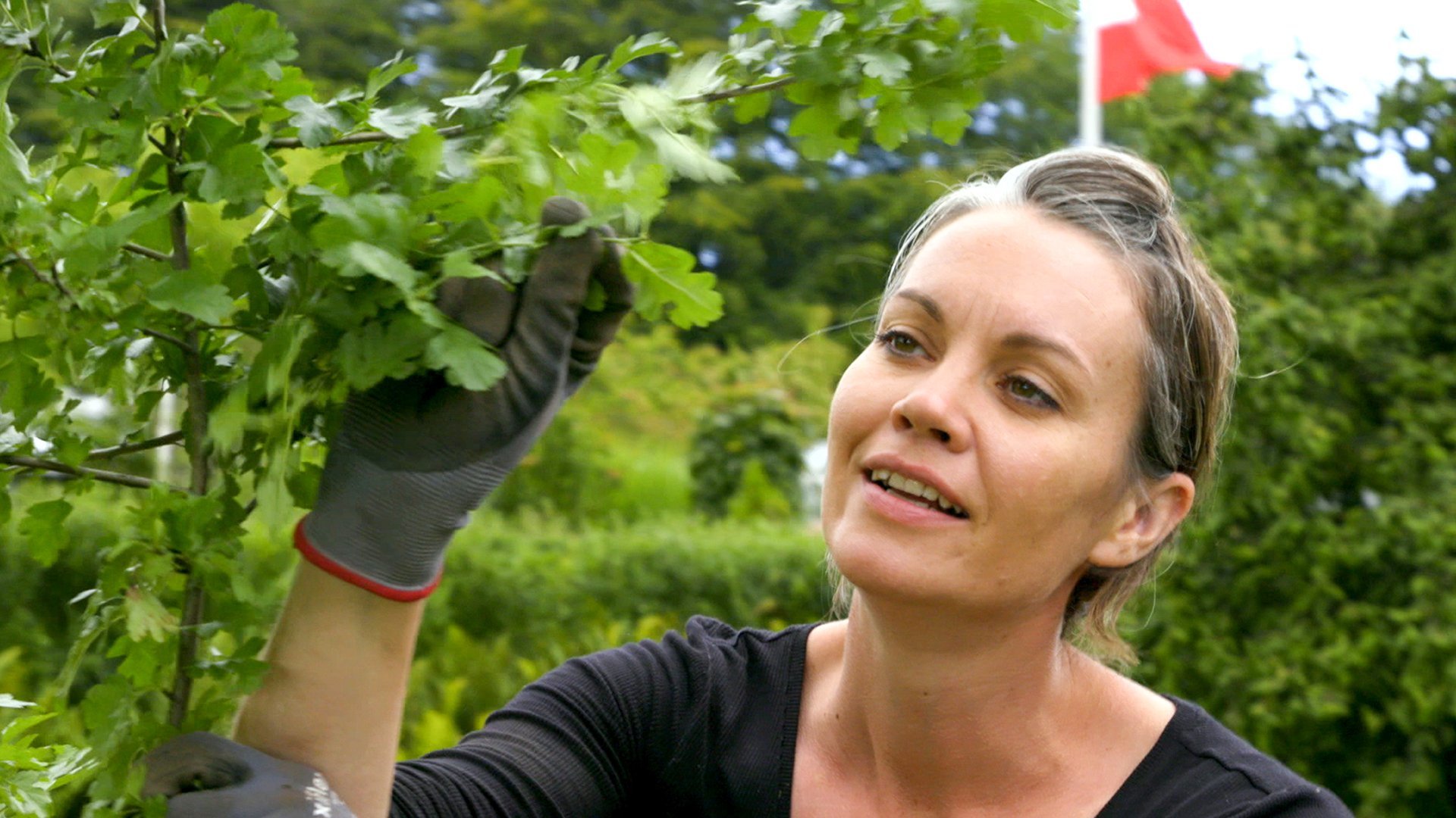 Vilde haver - gør det selv: Sådan planter du træer